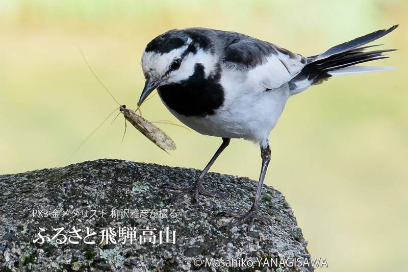 初夏の飛騨高山(ハクセキレイ)　撮影・柳沢雅彦