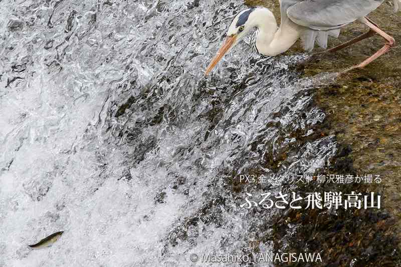 初夏の飛騨高山(遡上するアユを狙うアオサギ)　撮影・柳沢雅彦