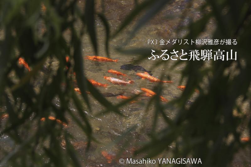 初夏の飛騨高山　撮影・柳沢雅彦