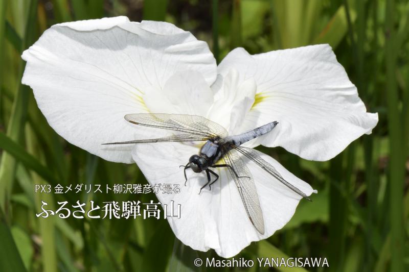 初夏の飛騨高山(シオカラトンボ)　撮影・柳沢雅彦