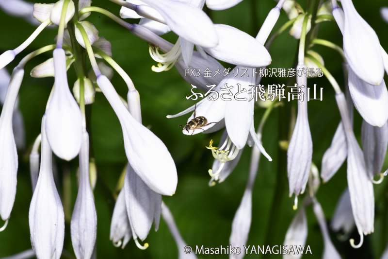 初夏の飛騨高山(セマダラコガネ)　撮影・柳沢雅彦