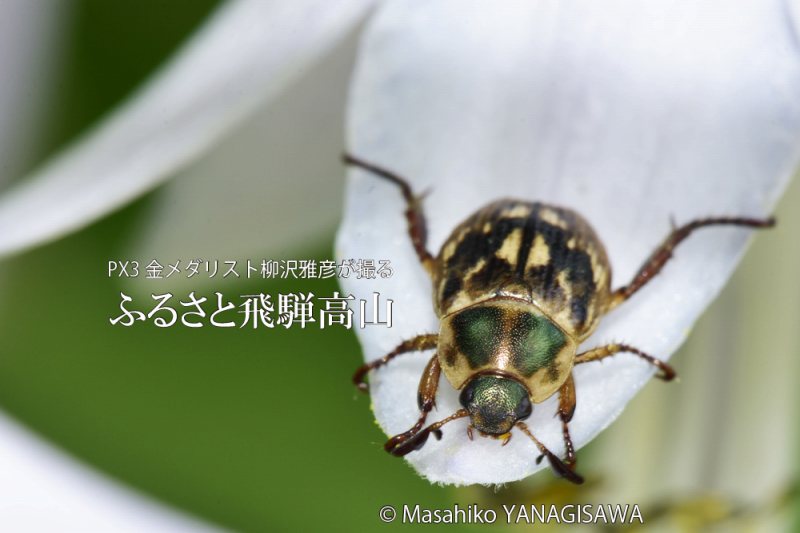 初夏の飛騨高山(セマダラコガネ)　撮影・柳沢雅彦