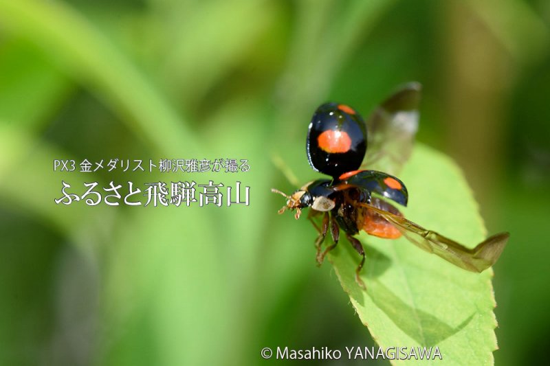 初夏の飛騨高山(テントウムシ)　撮影・柳沢雅彦