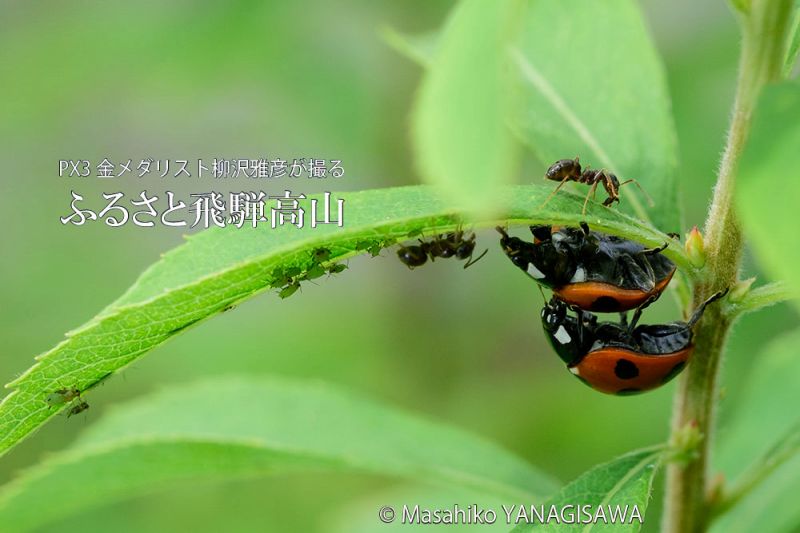 初夏の飛騨高山(テントウムシ)　撮影・柳沢雅彦