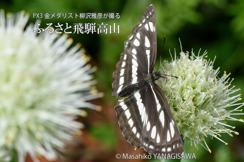 初夏の飛騨高山(ミスジチョウ)　撮影・柳沢雅彦