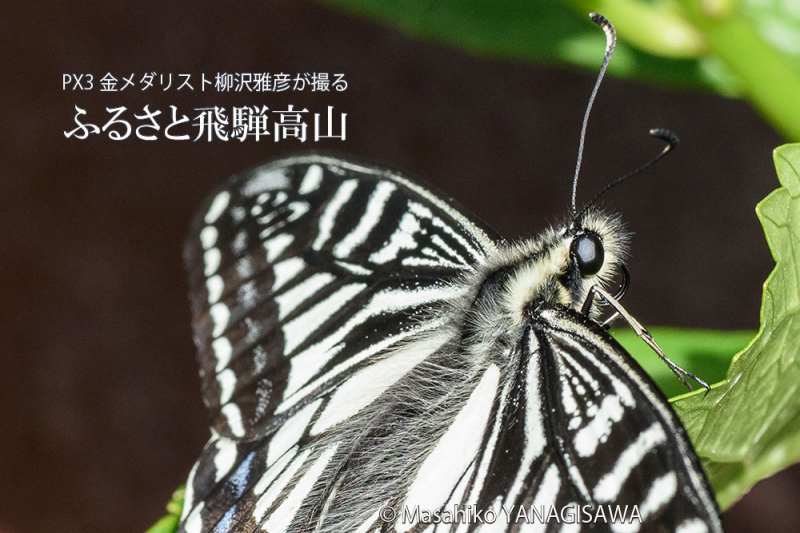 初夏の飛騨高山(アゲハチョウ)　撮影・柳沢雅彦