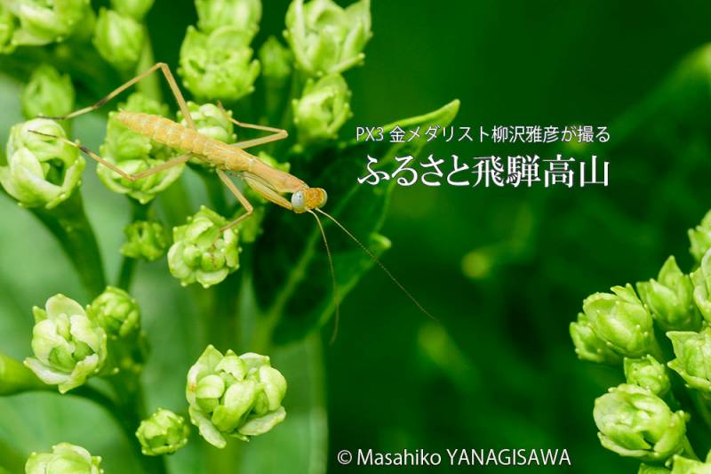 初夏の飛騨高山(カマキリの幼虫)　撮影・柳沢雅彦