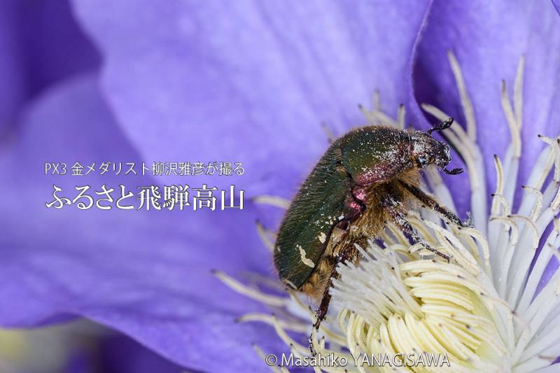 初夏の飛騨高山(ハナムグリ)　撮影・柳沢雅彦