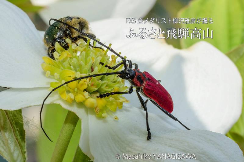 初夏の飛騨高山(ベニカミキリ、ハナムグリ)　撮影・柳沢雅彦