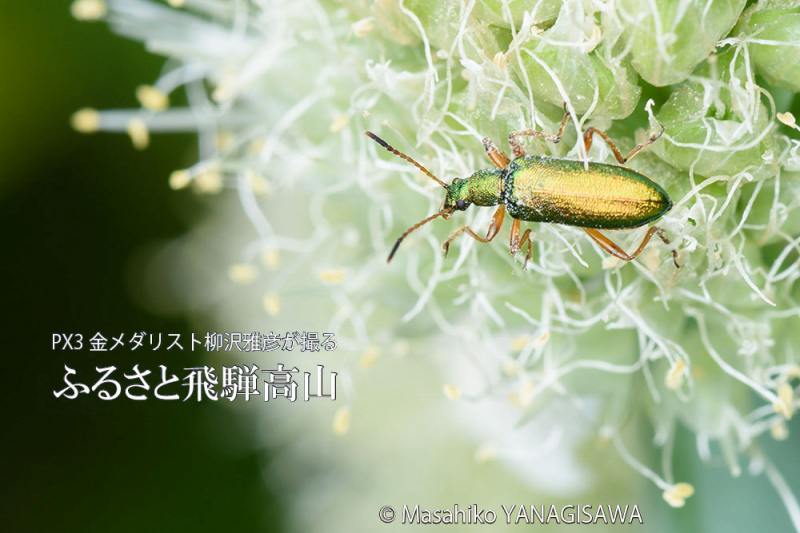 初夏の飛騨高山(アオハムシダマシ)　撮影・柳沢雅彦