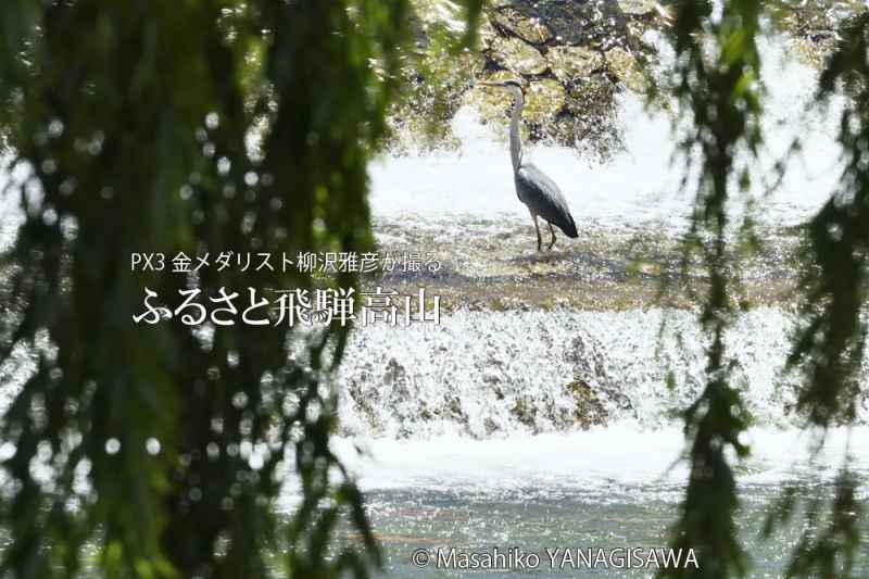 初夏の飛騨高山(アオサギ)　撮影・柳沢雅彦