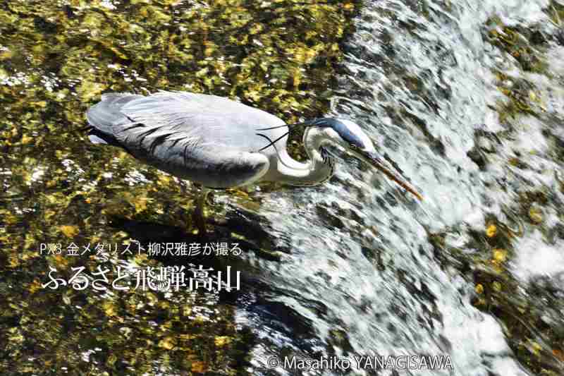 初夏の飛騨高山(アオサギ)　撮影・柳沢雅彦