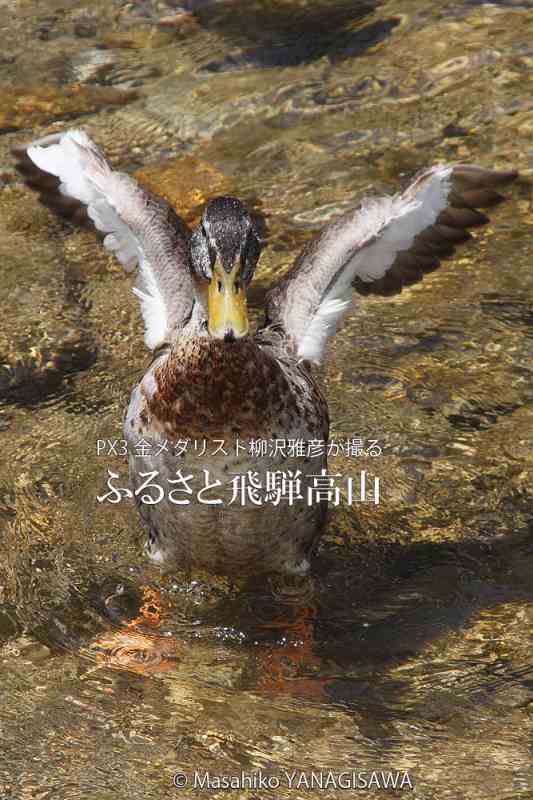 初夏の飛騨高山(アイガモ)　撮影・柳沢雅彦