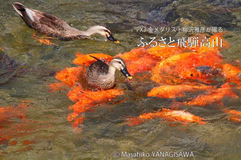 夏の飛騨高山(緋鯉を座布団にするカルガモ)　撮影・柳沢雅彦