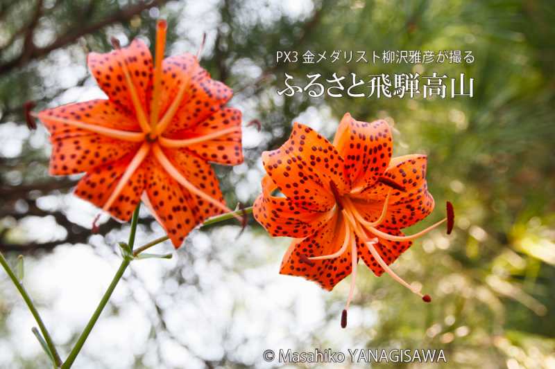 夏の飛騨高山(オニユリの花言葉は「賢者」)　撮影・柳沢雅彦