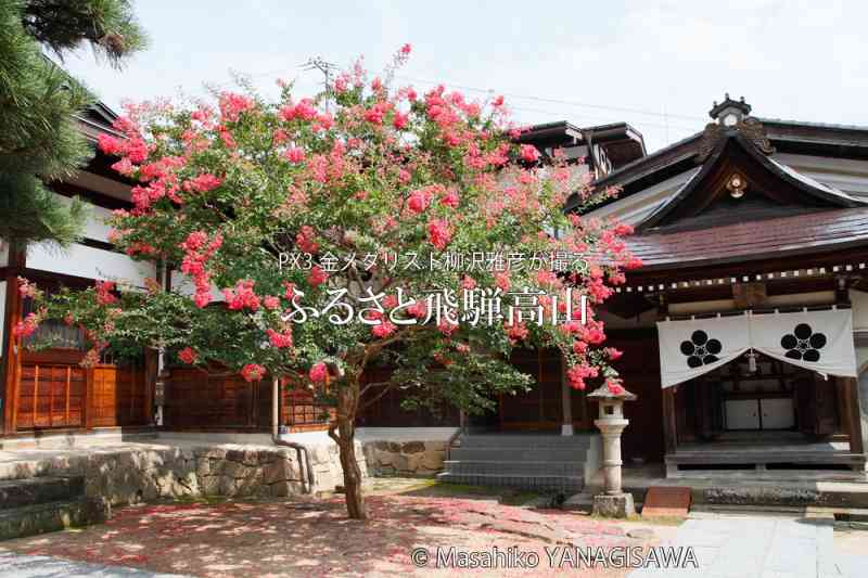 夏の飛騨高山(雲龍寺、サルスベリ)　撮影・柳沢雅彦