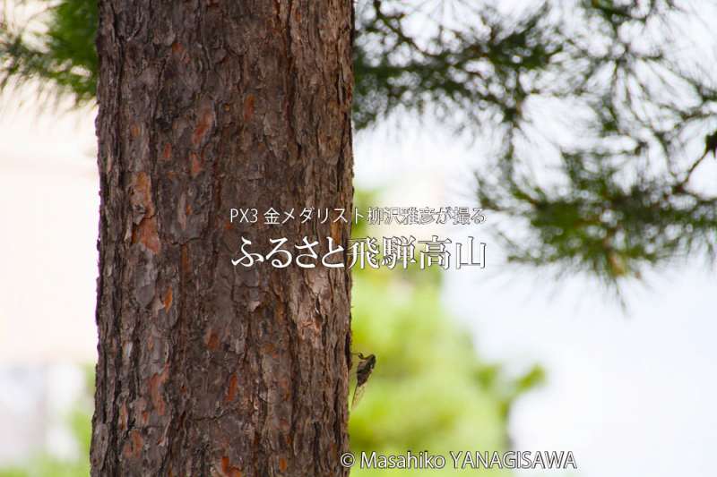 夏の飛騨高山(小さな体で大きな声を張り上げるセミ)　撮影・柳沢雅彦