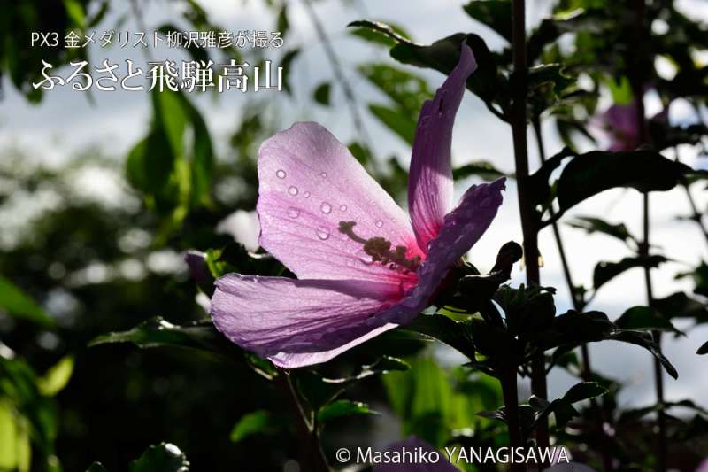 夏の飛騨高山(ムクゲ)　撮影・柳沢雅彦