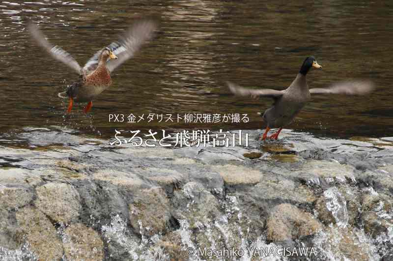 夏の飛騨高山(アイガモ)　撮影・柳沢雅彦