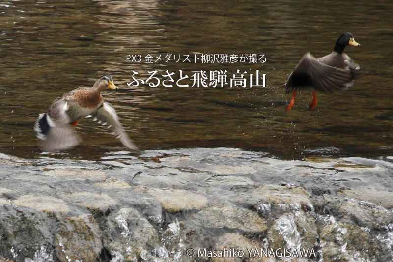 夏の飛騨高山(アイガモ)　撮影・柳沢雅彦