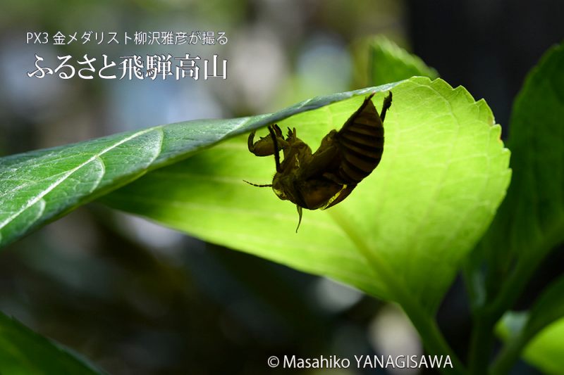 夏の飛騨高山(セミの抜け殻)　撮影・柳沢雅彦