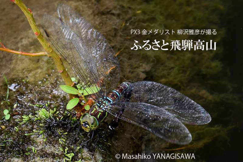 夏の飛騨高山(オオルリボシヤンマの産卵)　撮影・柳沢雅彦