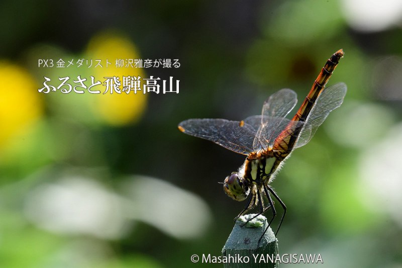 夏の飛騨高山(アキアカネ)　撮影・柳沢雅彦