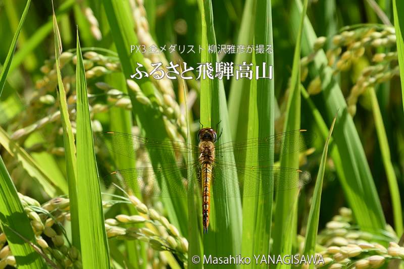 夏の飛騨高山(アキアカネ)　撮影・柳沢雅彦