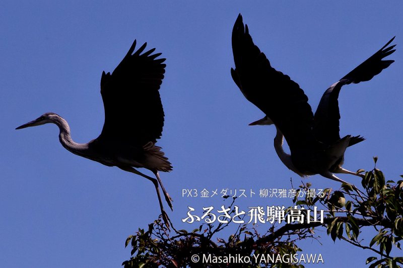 夏の飛騨高山 (アオサギ) 　撮影・柳沢雅彦