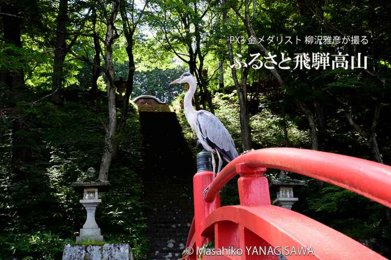 夏の飛騨高山(徳川家康を祀った飛騨東照宮の本殿を仰ぎ見るアオサギ) 撮影・柳沢雅彦