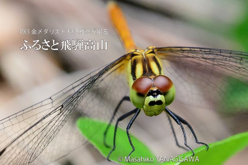 夏の飛騨高山(アキアカネ)　撮影・柳沢雅彦