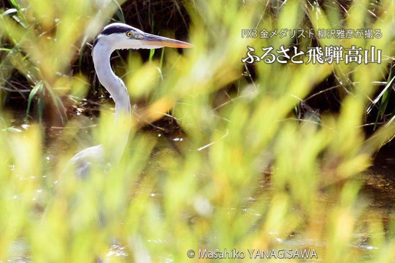 夏の飛騨高山(アオサギ)　撮影・柳沢雅彦