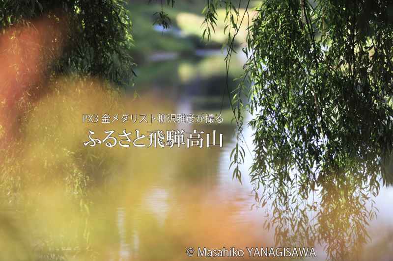 飛騨高山の紅葉　撮影・柳沢雅彦