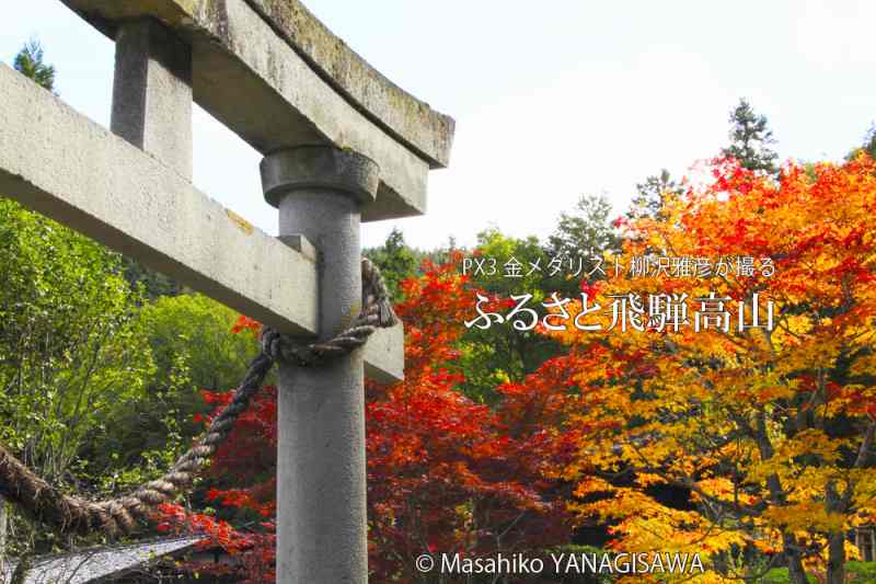 飛騨高山の紅葉　撮影・柳沢雅彦