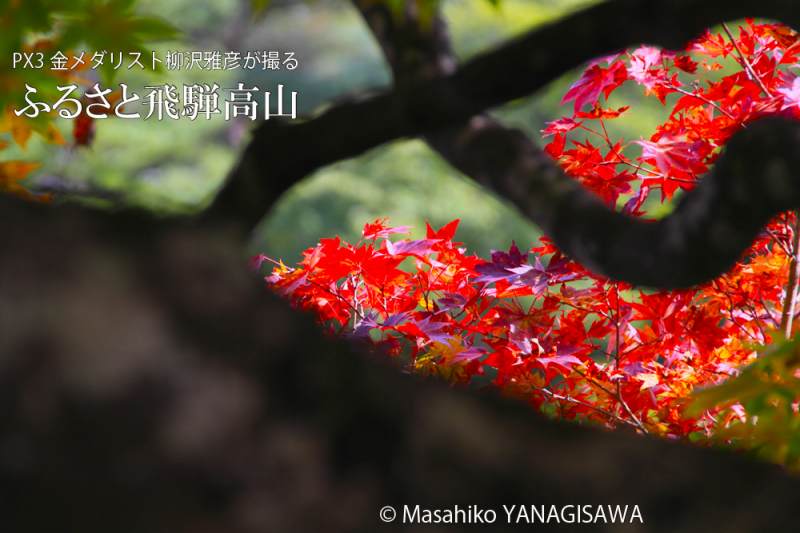 飛騨高山の紅葉　撮影・柳沢雅彦