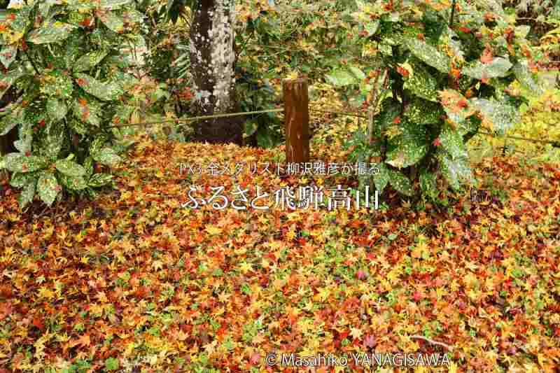 飛騨高山の紅葉　撮影・柳沢雅彦