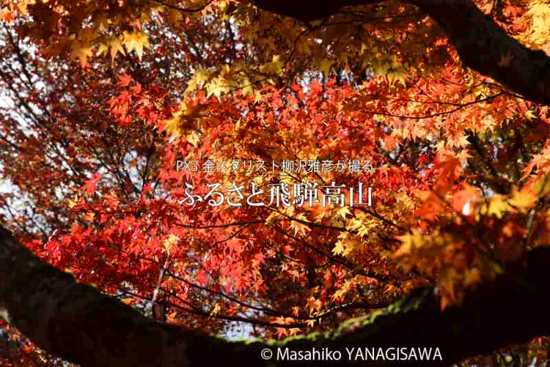 飛騨高山の紅葉　撮影・柳沢雅彦