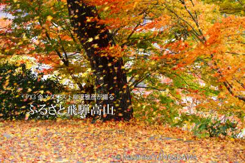 飛騨高山の紅葉　撮影・柳沢雅彦