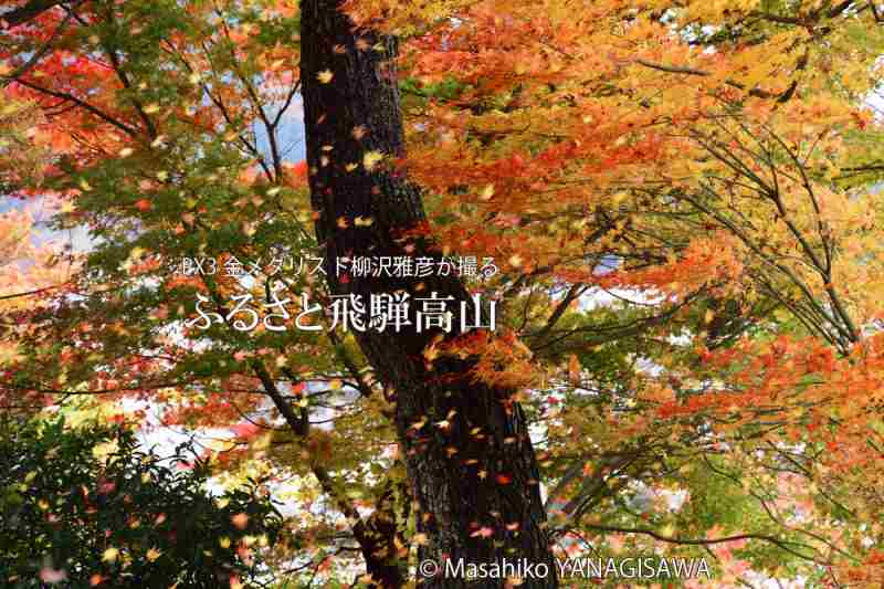 飛騨高山の紅葉　撮影・柳沢雅彦