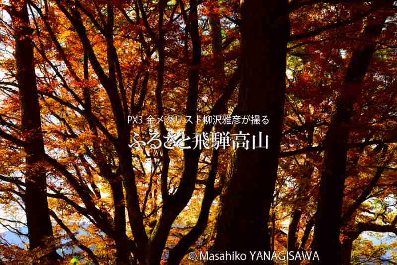 飛騨高山の紅葉　撮影・柳沢雅彦