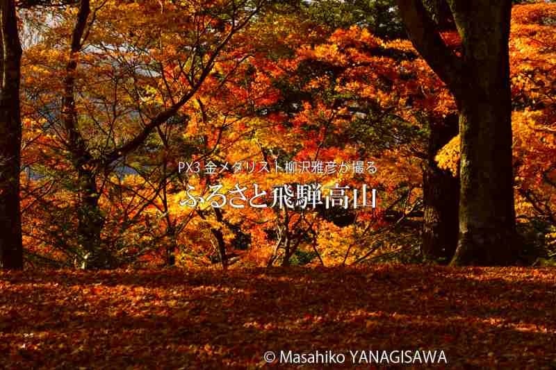 飛騨高山の紅葉　撮影・柳沢雅彦