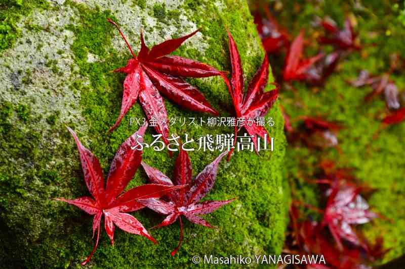 飛騨高山の紅葉　撮影・柳沢雅彦