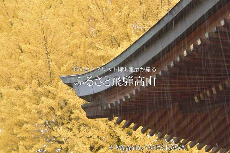 飛騨国分寺の大銀杏(国指定天然記念物)　撮影・柳沢雅彦