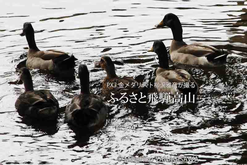 初冬の飛騨高山(マガモの集団)　撮影・柳沢雅彦