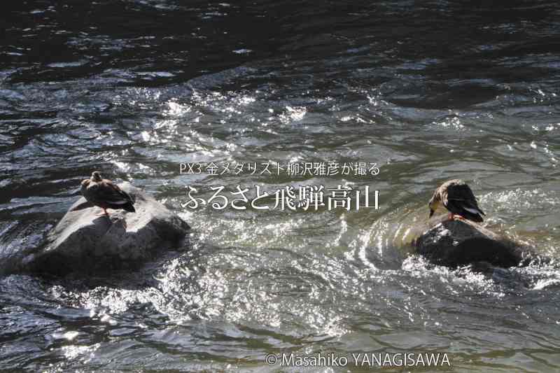 初冬の飛騨高山(陽だまりに佇むカルガモ)　撮影・柳沢雅彦