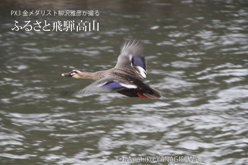 初冬の飛騨高山(カルガモ)　撮影・柳沢雅彦