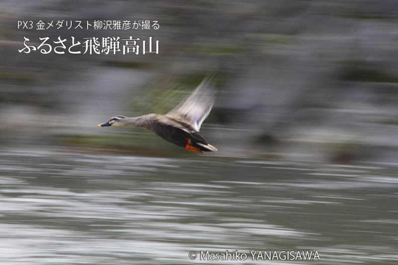 初冬の飛騨高山(カルガモ)　撮影・柳沢雅彦