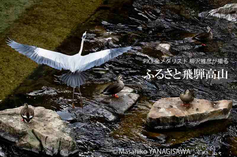 初冬の飛騨高山(羽を休めるカルガモの上をアオサギが舞う)　撮影・柳沢雅彦