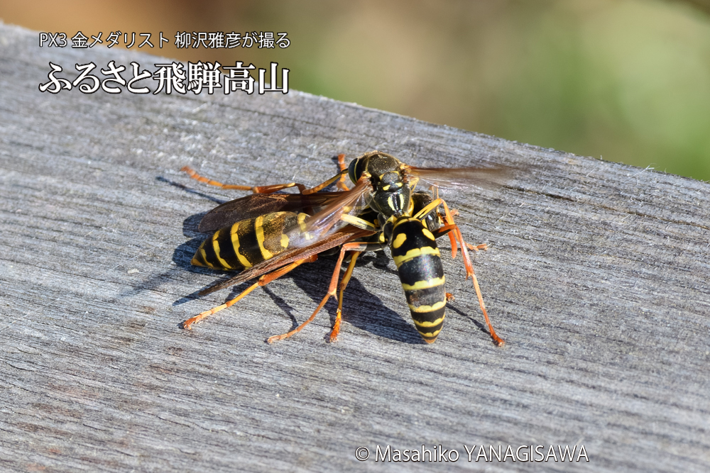 飛騨高山に棲むアシナガバチの写真です。