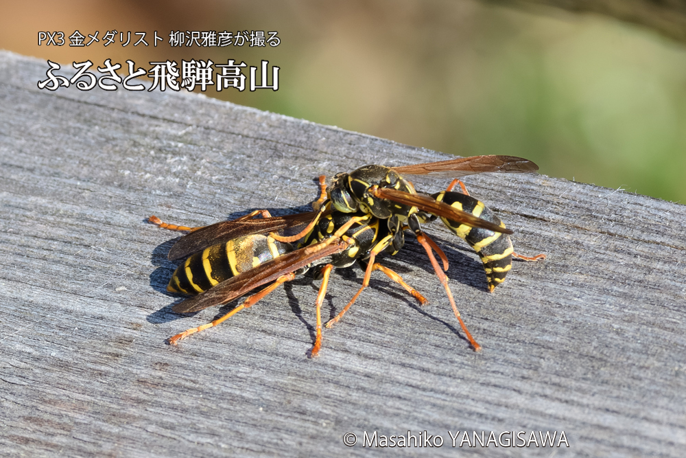 飛騨高山に棲むアシナガバチの写真です。